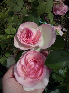 CAM01436