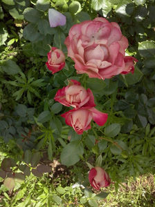 CAM01438