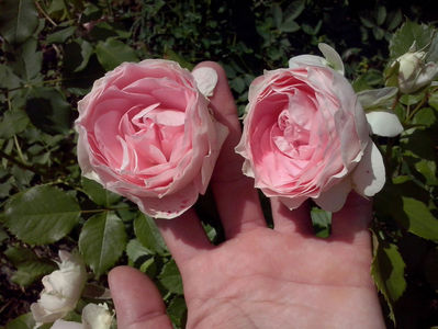 CAM01441