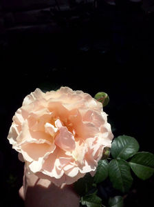 CAM01463