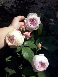 CAM01471