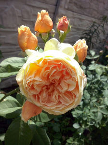 CAM01479