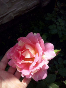 CAM01482