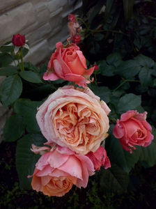 CAM01484