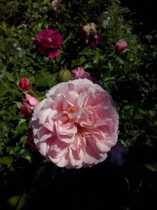 CAM01490