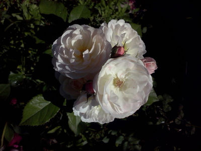CAM01492