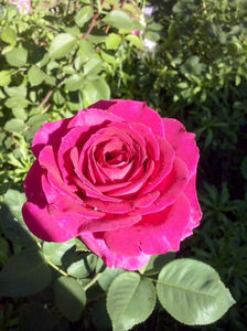 CAM01498