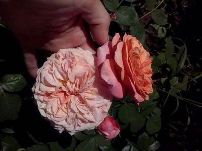 CAM01524