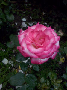 CAM01529