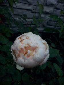 CAM01534