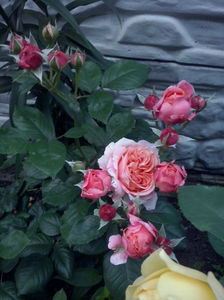 CAM01542