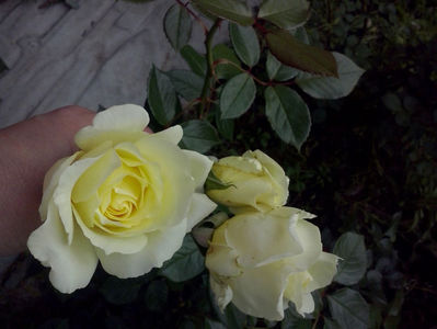 CAM01568