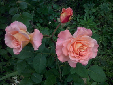 CAM01577