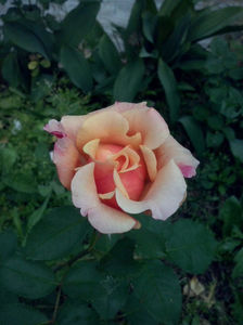 CAM01584