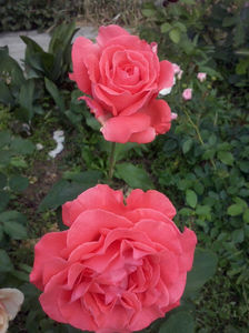 CAM01585