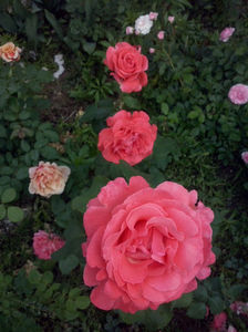 CAM01586