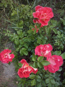 CAM01589
