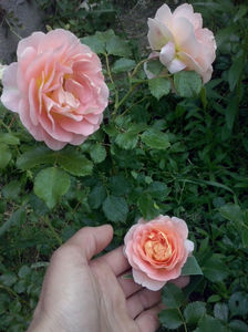 CAM01592