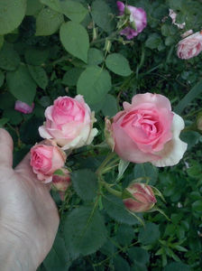 CAM01600
