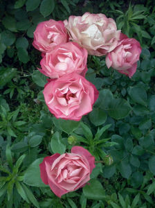 CAM01606
