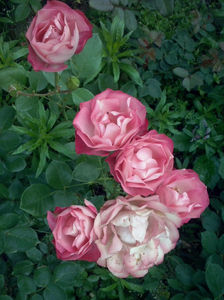 CAM01607