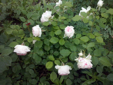CAM01612