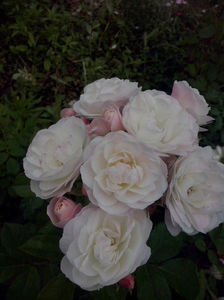 CAM01614