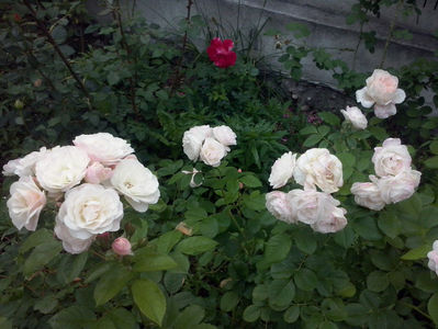 CAM01615
