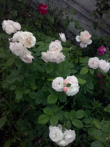 CAM01616