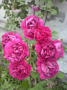 CAM01618