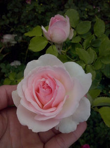 CAM01619