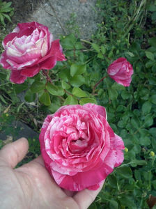 CAM01623