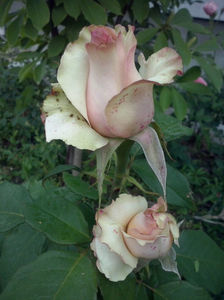 CAM01633