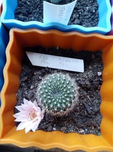 Rebutia Senilis