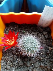 Rebutia Senilis var Kesselringian