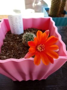 Rebutia Marsoneri Krainziana