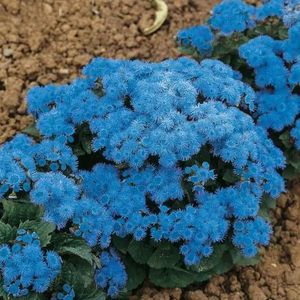 Ageratum Blue Ball (Pufuleti) – 9.6 lei; Seminte de Ageratum Blue Ball (Pufuleti) – circa 500 seminte/ plic - 9.6 lei
