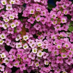 Alyssum Royal Carpet (Ciucusoara Roz-Violet) - 9.7 lei; Seminte de Alyssum Royal Carpet (Ciucusoara Roz-Violet) - circa 650 seminte/ plic - 9.7 lei
