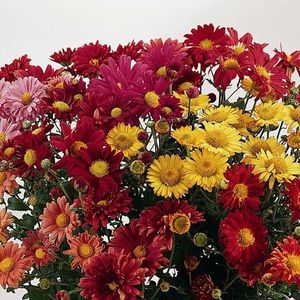 Chrysanthemum Korean Glorious Mixture (Crizantema) - 12.1 lei; Seminte de Chrysanthemum Korean Glorious Mixture (Crizantema) - circa 200 seminte/ plic - 12.1 lei
