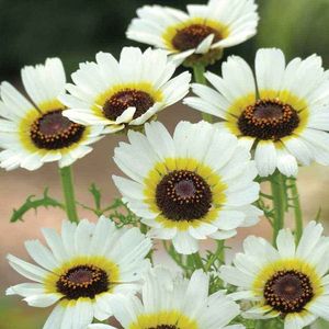 Chrysanthemum Polar Star (Crizanteme) – 10.0 lei; Seminte de Chrysanthemum Polar Star (Crizanteme) – circa 300 seminte/ plic - 10.0 lei
