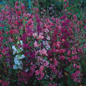 Clarkia Elegans Double Delight  - 8.5 lei; Seminte de Clarkia Elegans Double Delight – circa 1800 seminte/ plic - 8.5 lei
