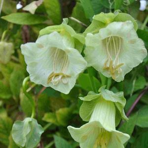 Cobaea Scandens White (Cobea) - 11.9 lei; Seminte de Cobaea Scandens White (Cobea, Clopotul Catedralei) - circa 15 seminte/ plic - 11.9 lei
