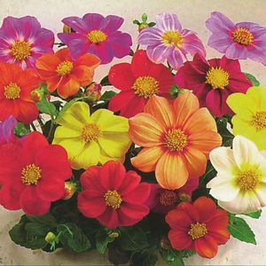 Dahlia Coltness Hybrids (Dalia Hibrida) - 9.9 lei; Seminte de Dahlia Coltness Hybrids (Dalia Hibrida) - circa 60 seminte/ plic - 9.9 lei
