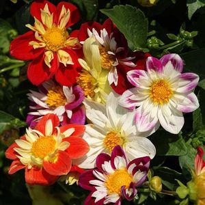 Dahlia Dandy (Dalie) - 10.3 lei; Seminte de Dahlia Dandy (Dalie) - circa 35 seminte/ plic - 10.3 lei
