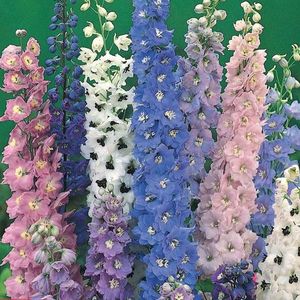 Delphinium Magic Fountains Mix (Nemtisor) – 11.5 lei; Seminte de Delphinium Magic Fountains Mix (Nemtisor) – circa 50 seminte/ plic - 11.5 lei
