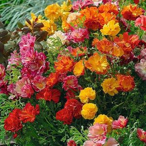 Eschscholtzia Jelly Beans (Mac Californian Dublu) - 11 lei; Seminte de Eschscholtzia Jelly Beans (Mac Californian Dublu) - circa 200 seminte/ plic - 11 lei
