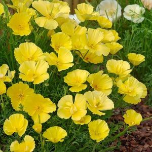 Eschscholtzia Butter Bush (Mac Californian) – 10.2 lei; Seminte de Eschscholtzia Butter Bush (Mac Californian) – circa 150 seminte/plic – 10.2 lei
