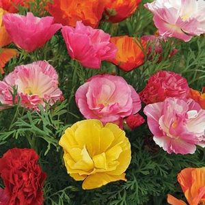 Eschscholtzia Mission Bells (Mac Californian) – 9.6 lei; Seminte de Eschscholtzia Mission Bells (Mac Californian) – circa 425 seminte/ plic - 9.6 lei
