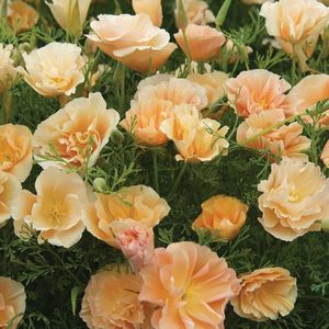 Eschscholtzia Peach Sorbet (Mac Californian) – 10.2 lei; Seminte de Eschscholtzia Peach Sorbet (Mac Californian) – circa 150 seminte/plic – 10.2 lei
