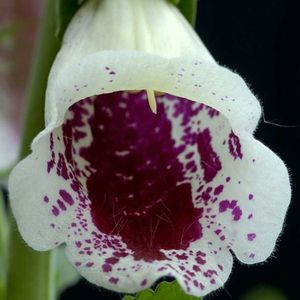 Foxglove Pams Choice (Degetar) –  9.6 lei; Seminte de Foxglove Pams Choice (Degetar) – circa 200 seminte/plic – 9.6 lei
